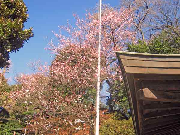 上野公園の梅の花 | 上野ダイフジ不動産